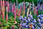 USA, Oregon. Garden in full bloom with bearded iris and Russell lupine. Art Print